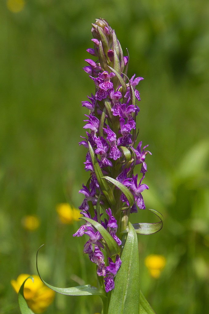 Dactylorhiza incarnata delle Apuane