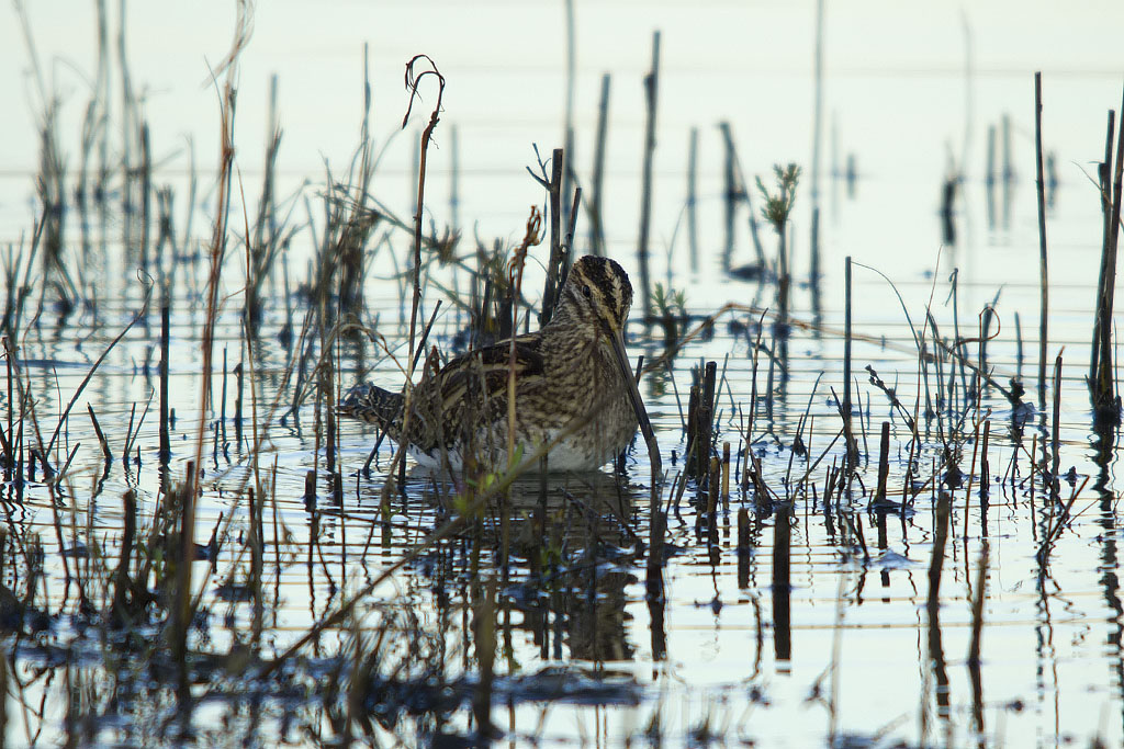 Beccaccino (Gallinago gallinago) e Frullino (Lymnocryptes minimus)