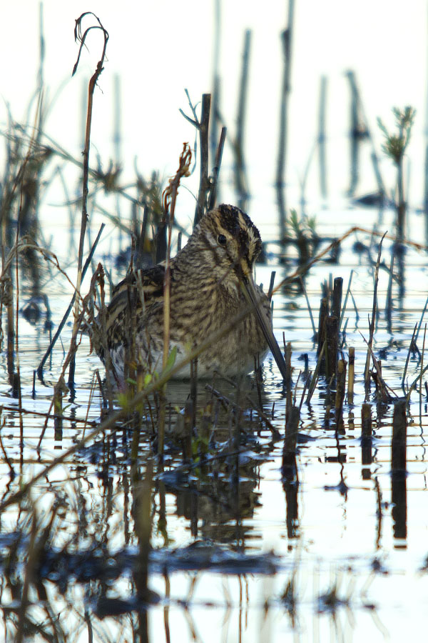 Beccaccino (Gallinago gallinago) e Frullino (Lymnocryptes minimus)