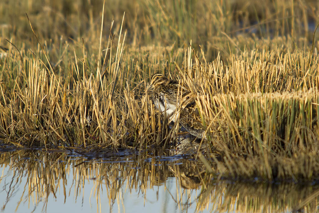 Beccaccino (Gallinago gallinago) e Frullino (Lymnocryptes minimus)