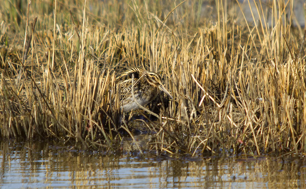 Beccaccino (Gallinago gallinago) e Frullino (Lymnocryptes minimus)