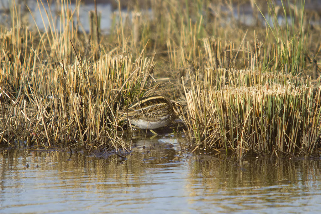 Beccaccino (Gallinago gallinago) e Frullino (Lymnocryptes minimus)