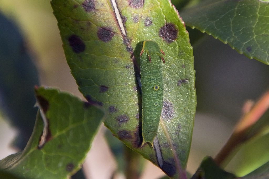 Charaxes jasius