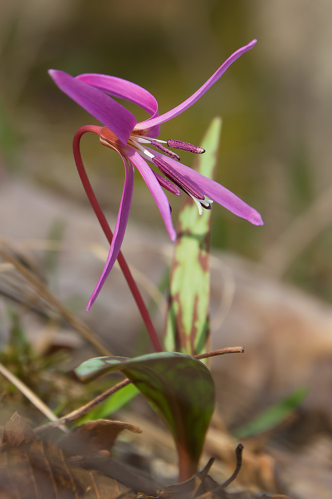 Erythronium dens-canis L. -  Dente di cane