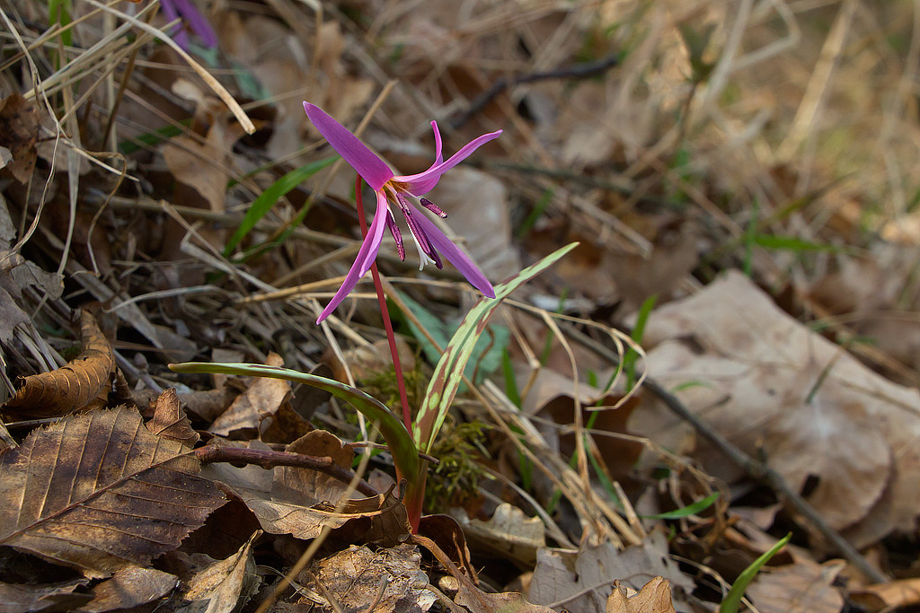 Erythronium dens-canis L. -  Dente di cane