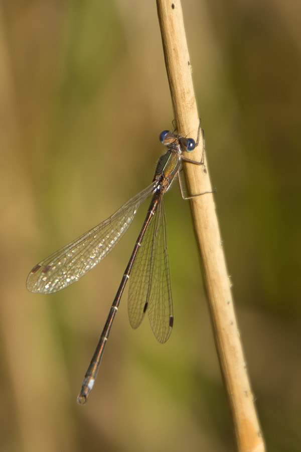 libellule novembrine: Lestes virens