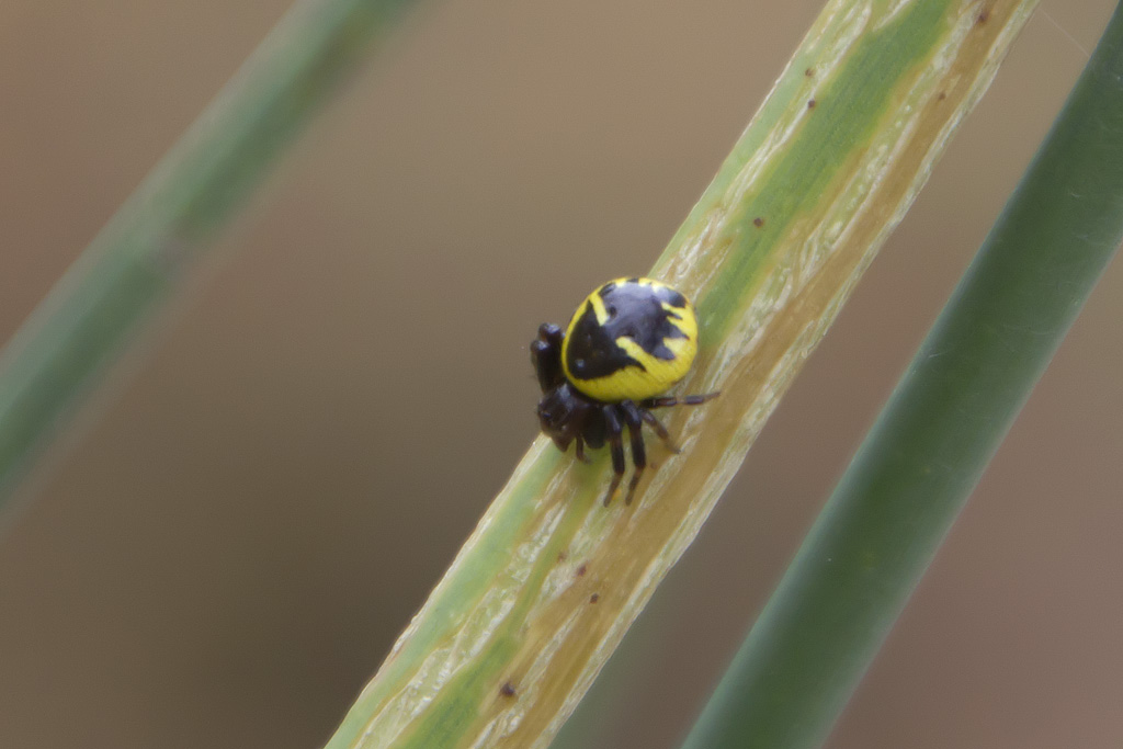 Synema globosum