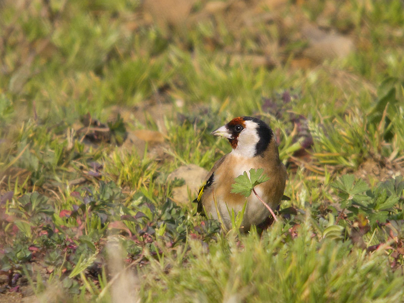 Carduelis