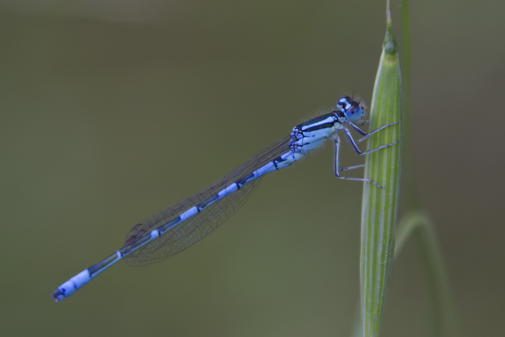 Coenagrion caerulescens? no, scitulum