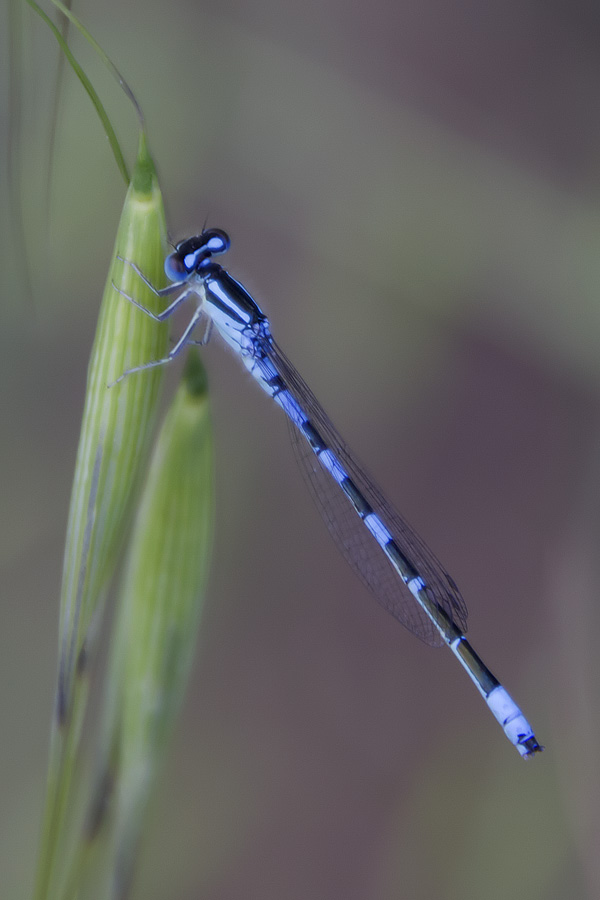 Coenagrion caerulescens? no, scitulum