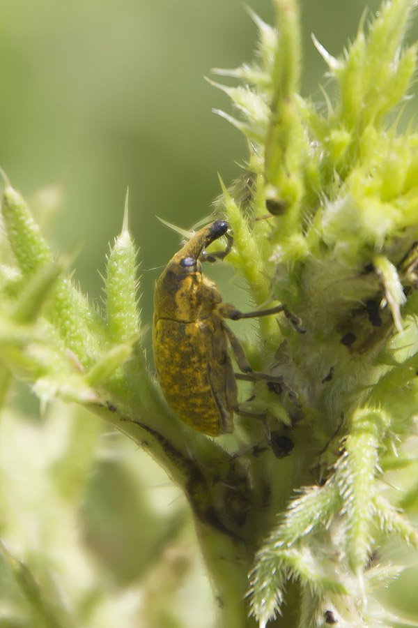 Larinus sp.