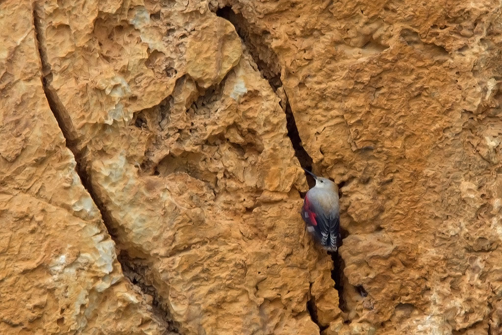 Wallcreeper