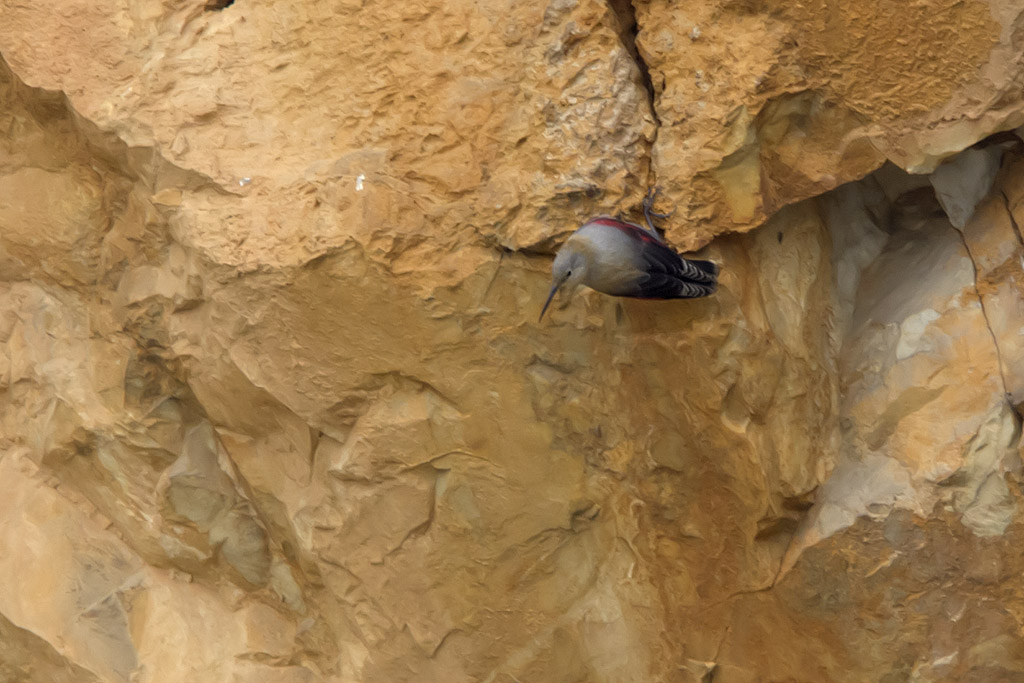 Wallcreeper