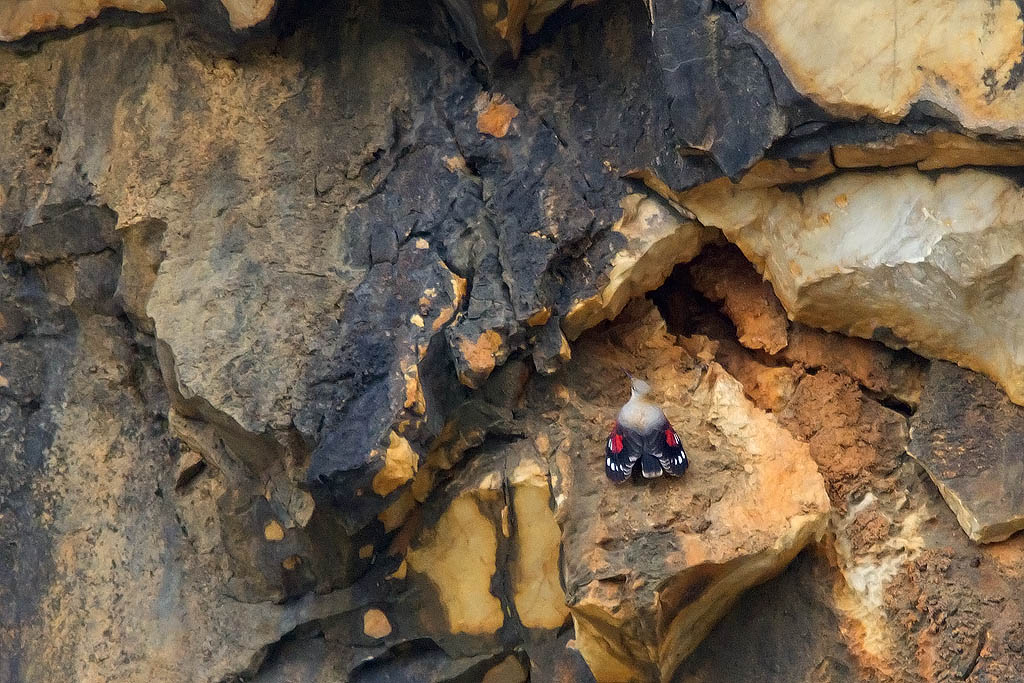 Wallcreeper