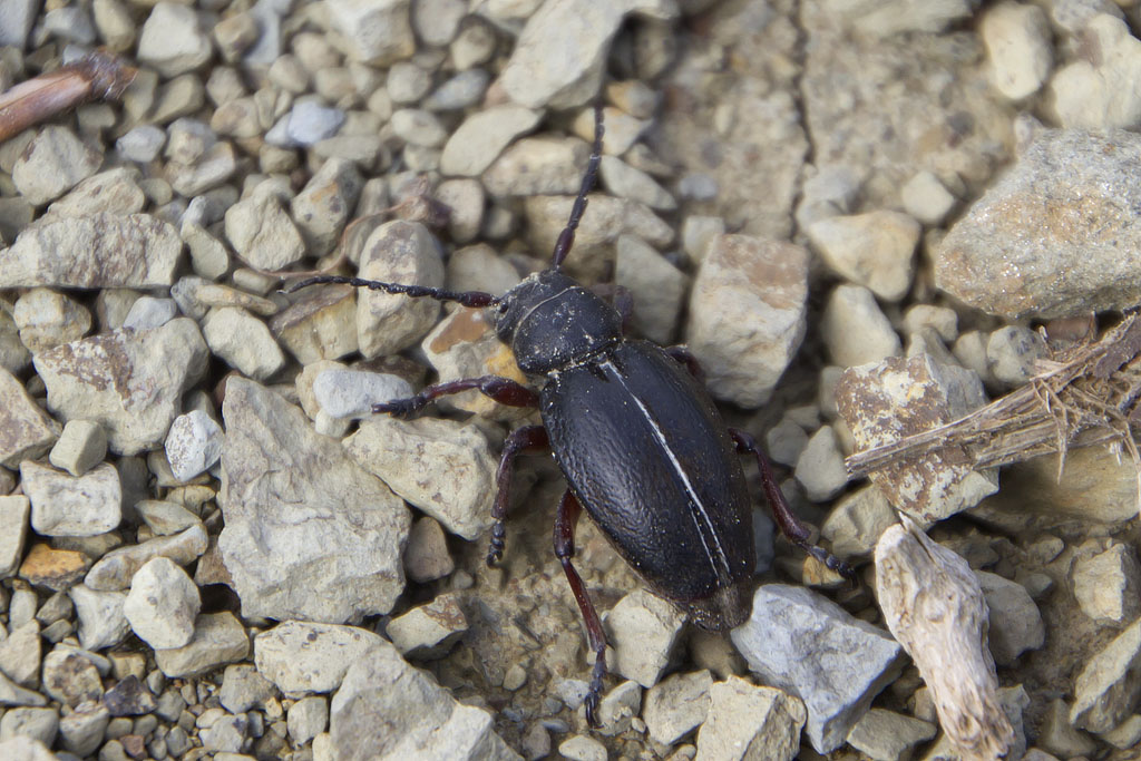 maschio di Dorcadion (Pedestredorcadion) etruscum