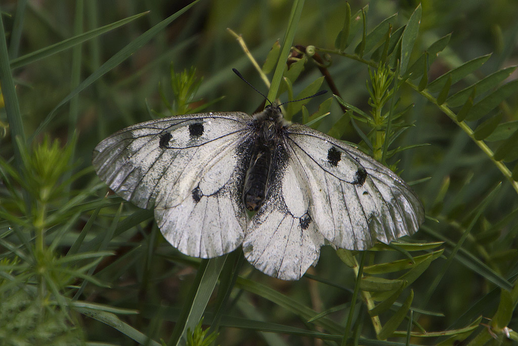 Parnassius mnemosyne