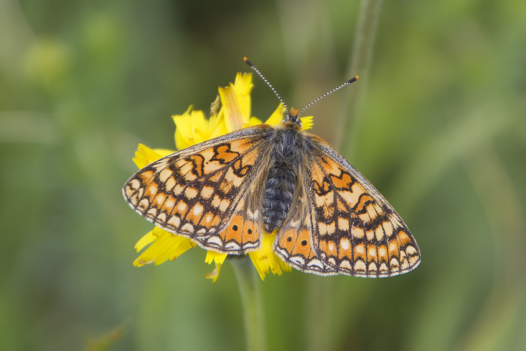 Euphydryas (aurinia) provincialis