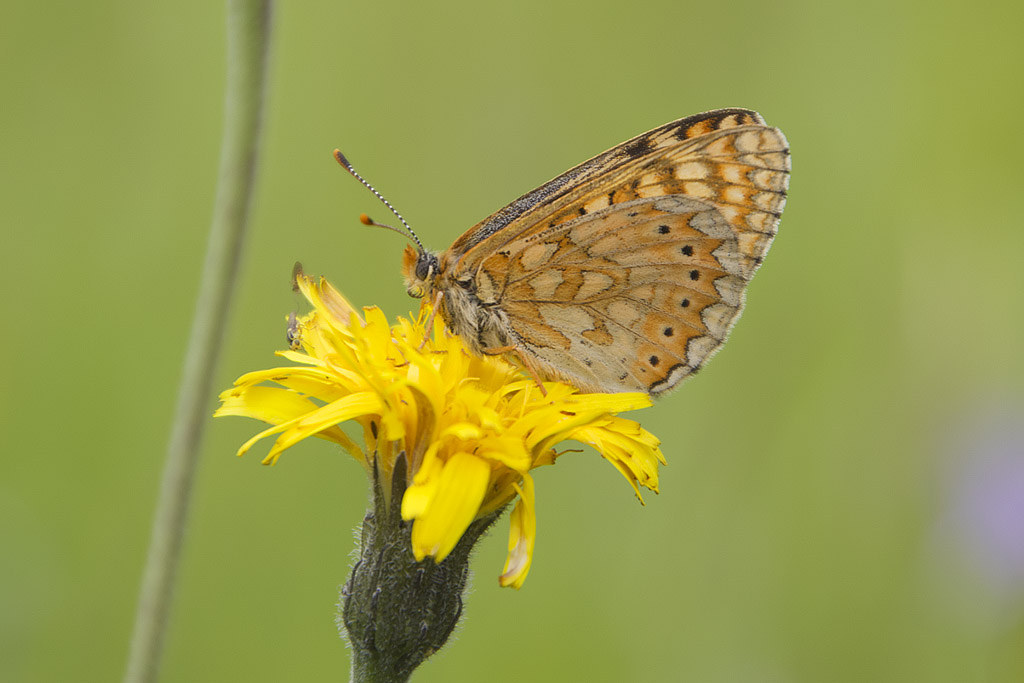 Euphydryas (aurinia) provincialis