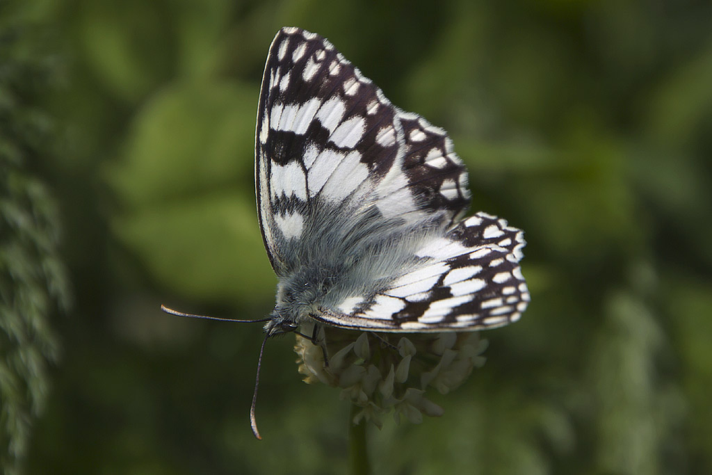 Melanargia russiae aretina