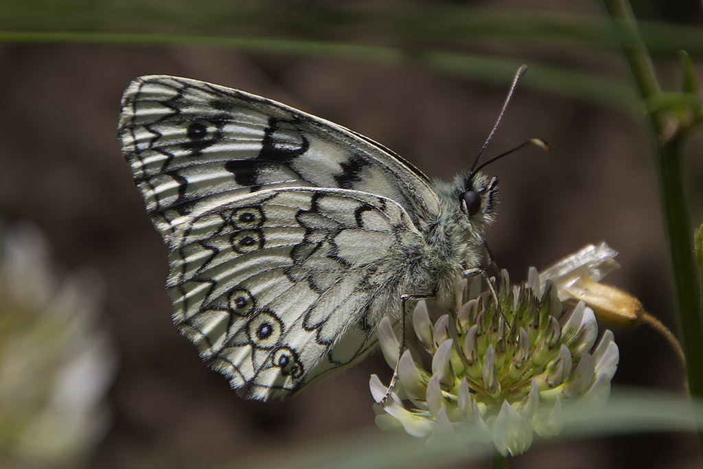 Melanargia russiae aretina