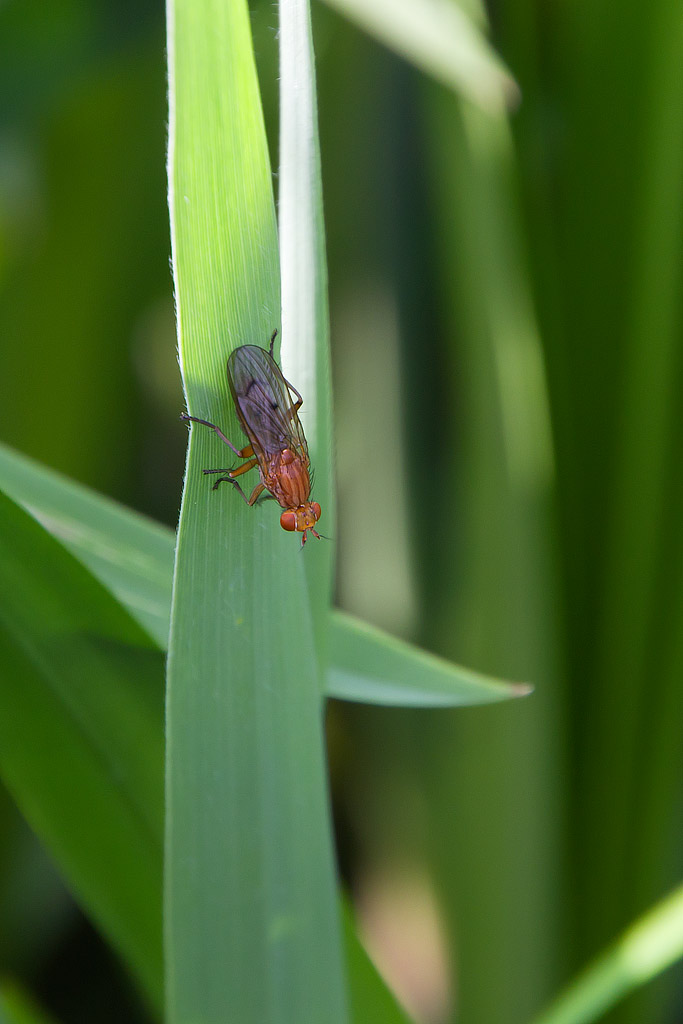 Tetanocera sp. (Sciomyzidae).