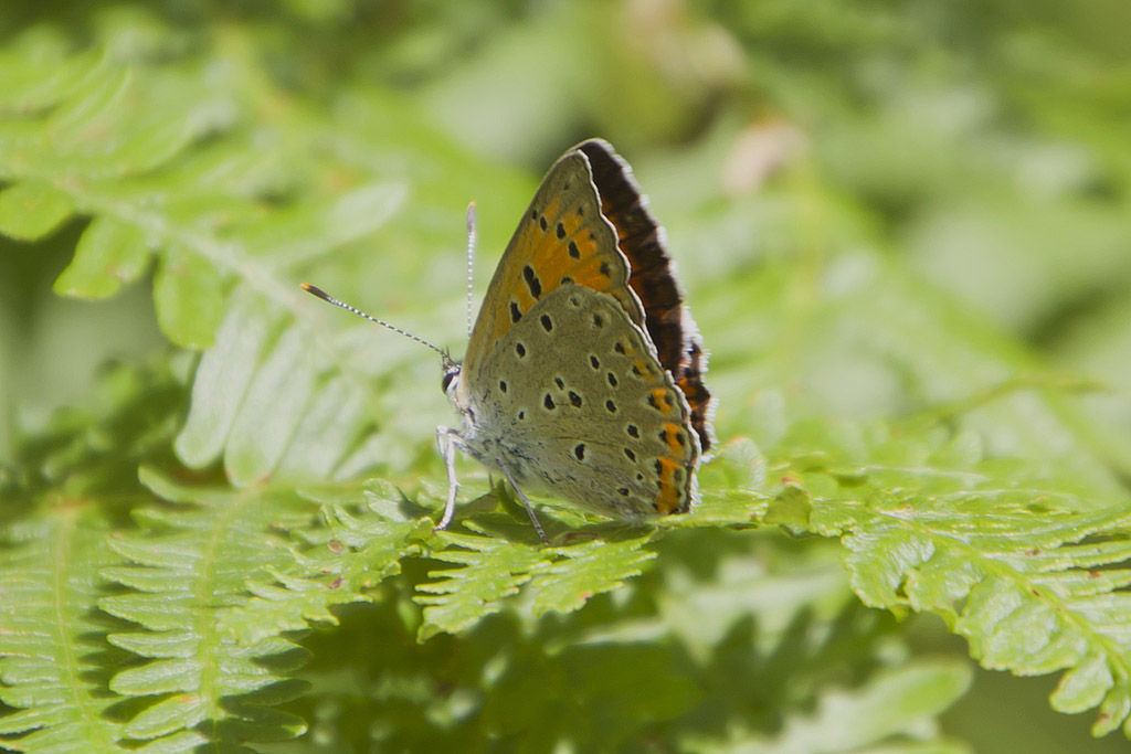 Lycaena alciphron?