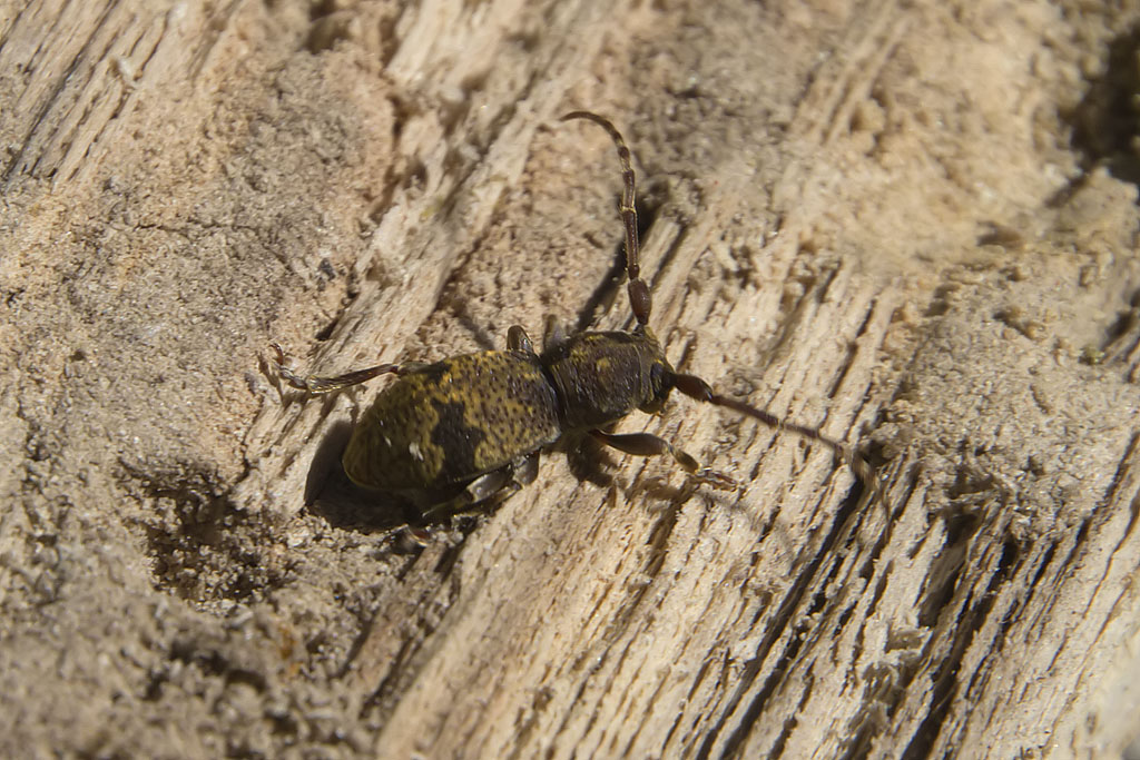 Parmena unifasciata