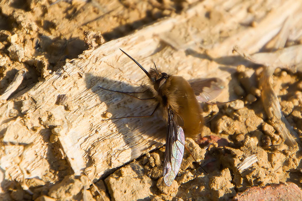 Bombylius major?