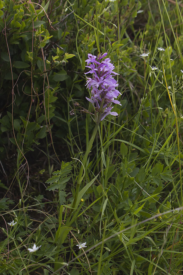 Dactylorhiza incarnata? no