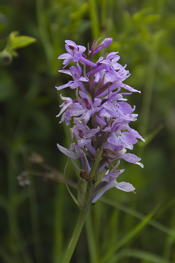 Dactylorhiza incarnata? no