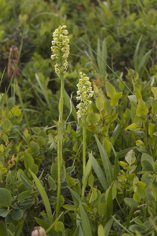 Pseudorchis albida var. tricuspis?