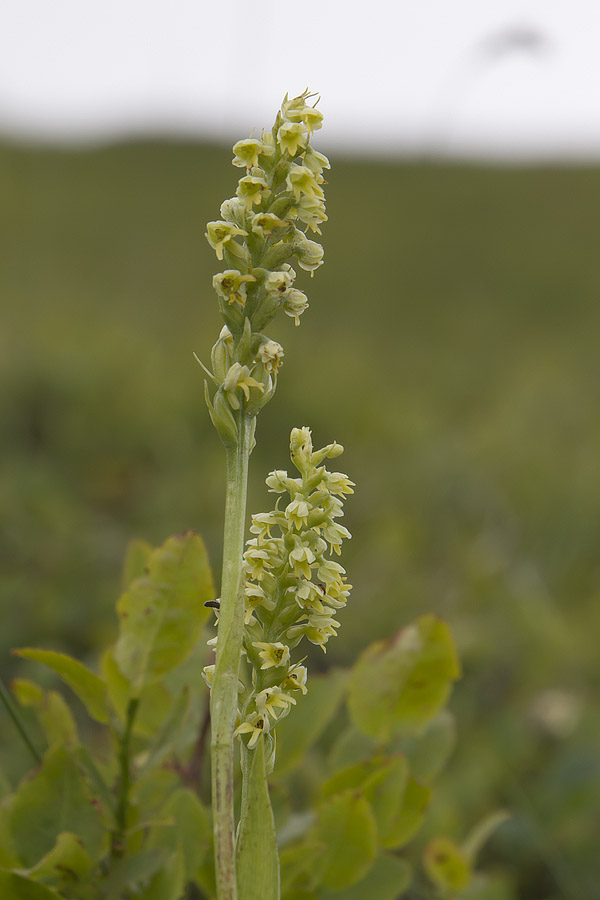 Pseudorchis albida var. tricuspis?