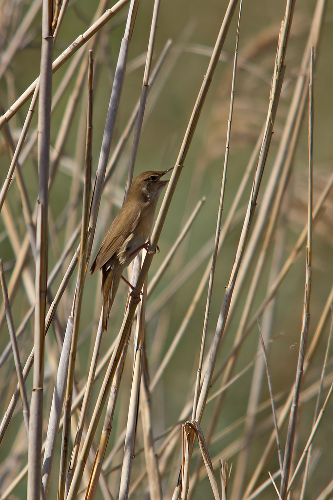 Salciaiola