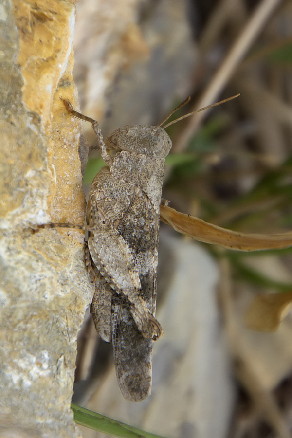 Oedipoda caerulescens?