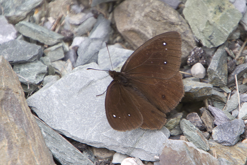 Satyrus ferula