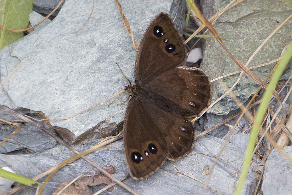 Satyrus ferula