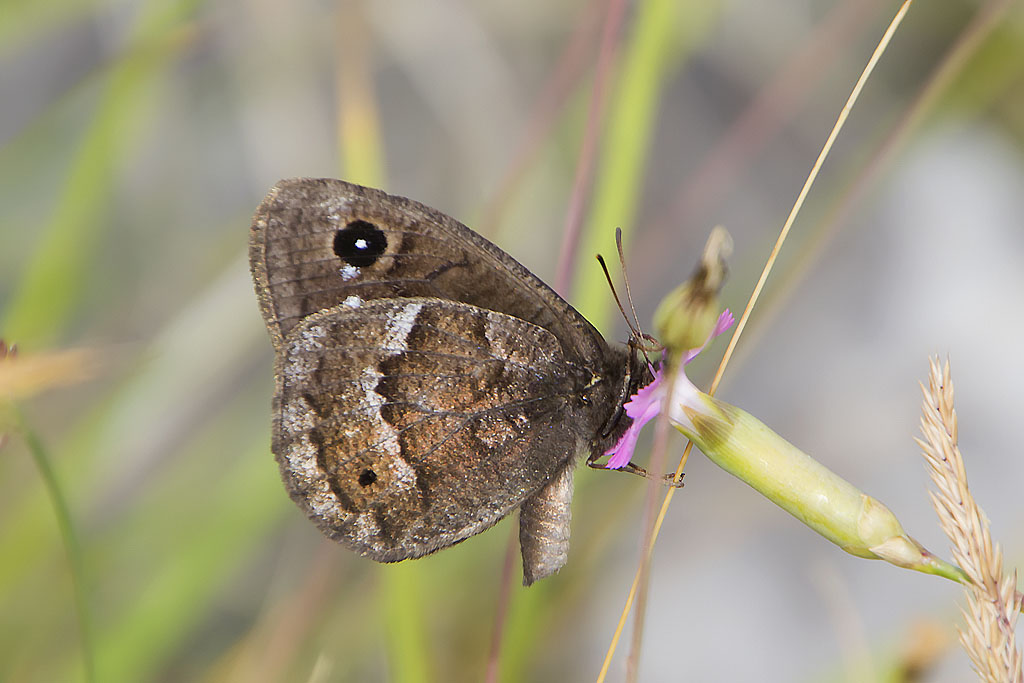 Satyrus ferula