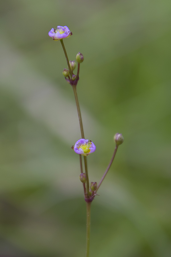 Baldellia ranunculoides / Mestolaccia ranuncoloide