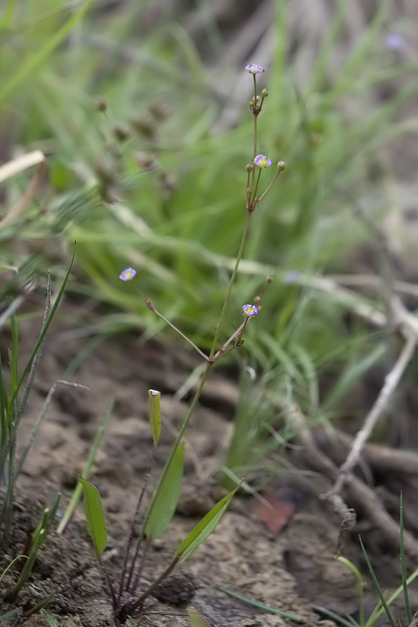 Baldellia ranunculoides / Mestolaccia ranuncoloide