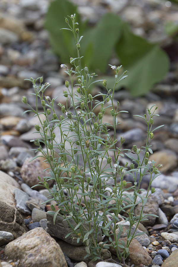 Chaenorhinum minus /  Linajola comune