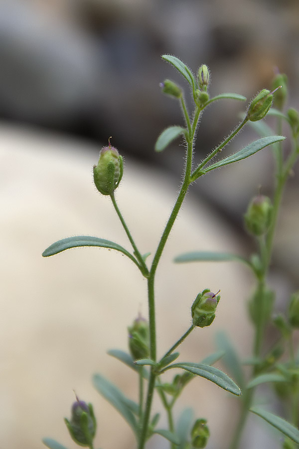 Chaenorhinum minus /  Linajola comune