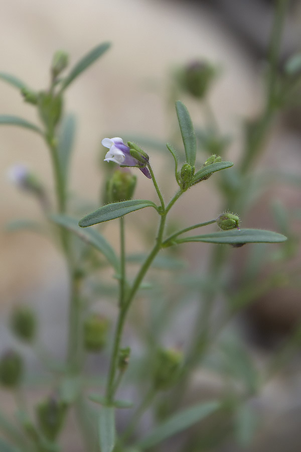 Chaenorhinum minus /  Linajola comune