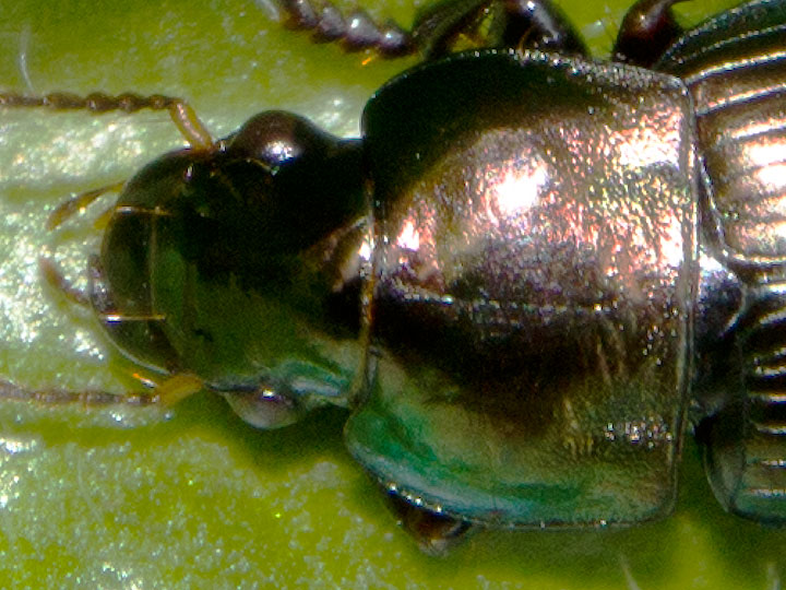 Harpalus sp.