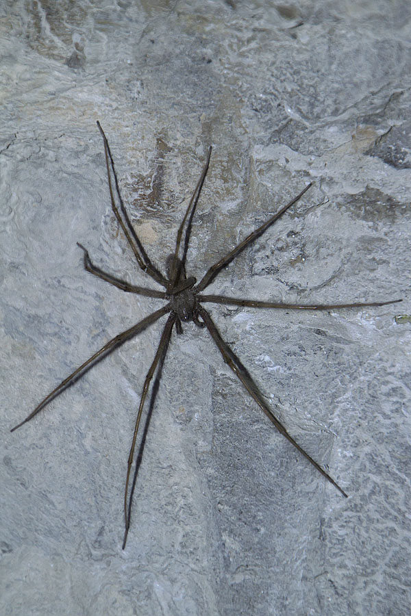 Tegenaria parietina