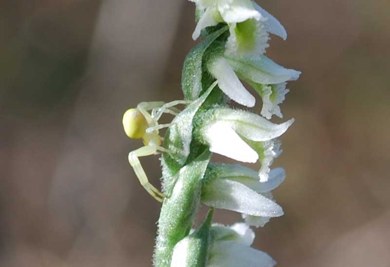 Misumena vatia su Spiranthes spiralis