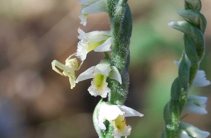 Misumena vatia su Spiranthes spiralis