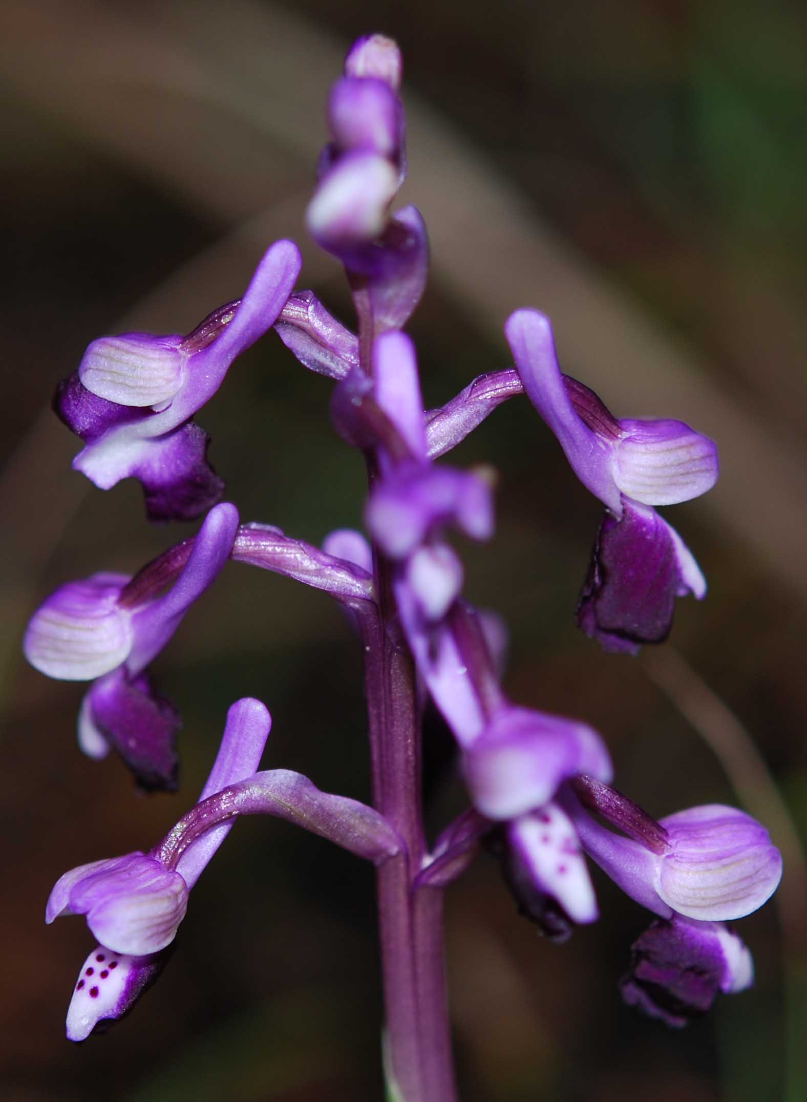 Anacamptis longicormu  (Poir.) R.M. Baterman &M.W. Chase