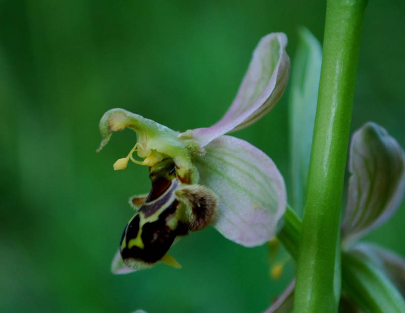 Ophrys apifera - autofecondazione