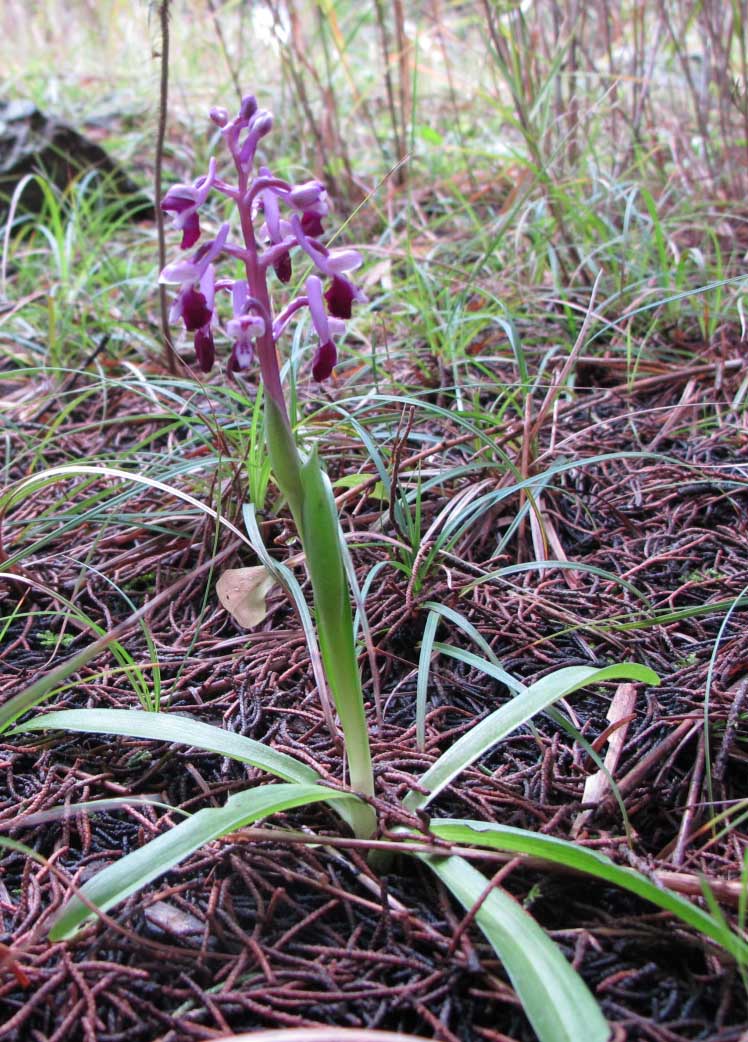 Anacamptis longicormu  (Poir.) R.M. Baterman &M.W. Chase