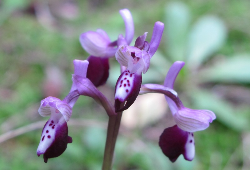 Anacamptis longicornu (Poir.) R.M. Baterman, Pridgeon & M.W.